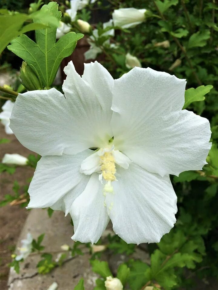 Гибискус вайт шифон. Hibiscus syriacus &quot;woodbridge&quot; - гибискус сирийский. гибискус сирийский белый. гибискус сирийский белый махровый. гибискус белый лебедь.