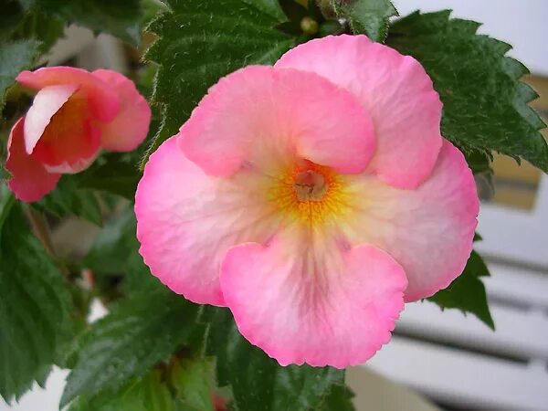 ахименес свит эгони. ахименес sweet and sour. Sweet agony ахименес фото. ахименес свит эгони. Sweet agony ахименес фото.