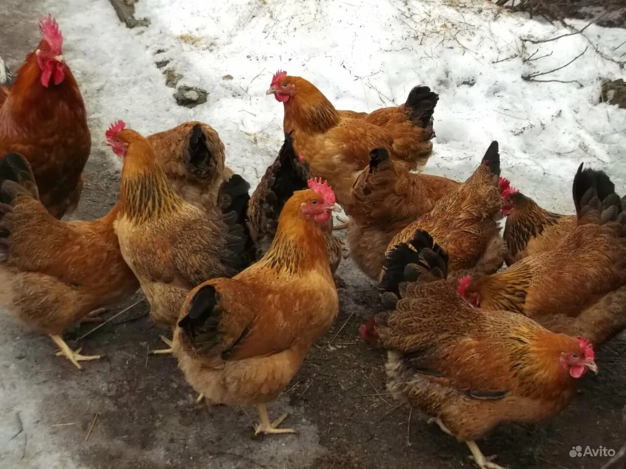 Кучинские куры несушки - разведение и содержание Куриная жизнь от А до Я Дзен
