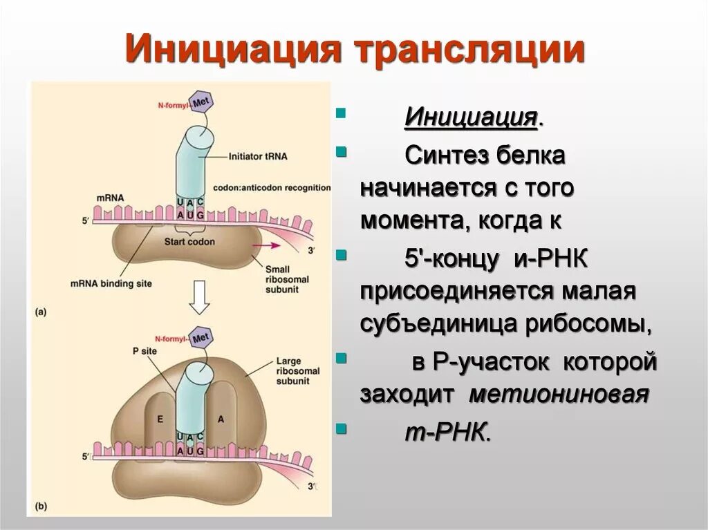 Инициация синтеза белка. Инициация биосинтеза белка. Инициация трансляции белка. Трансляция РНК инициация. Инициация 5