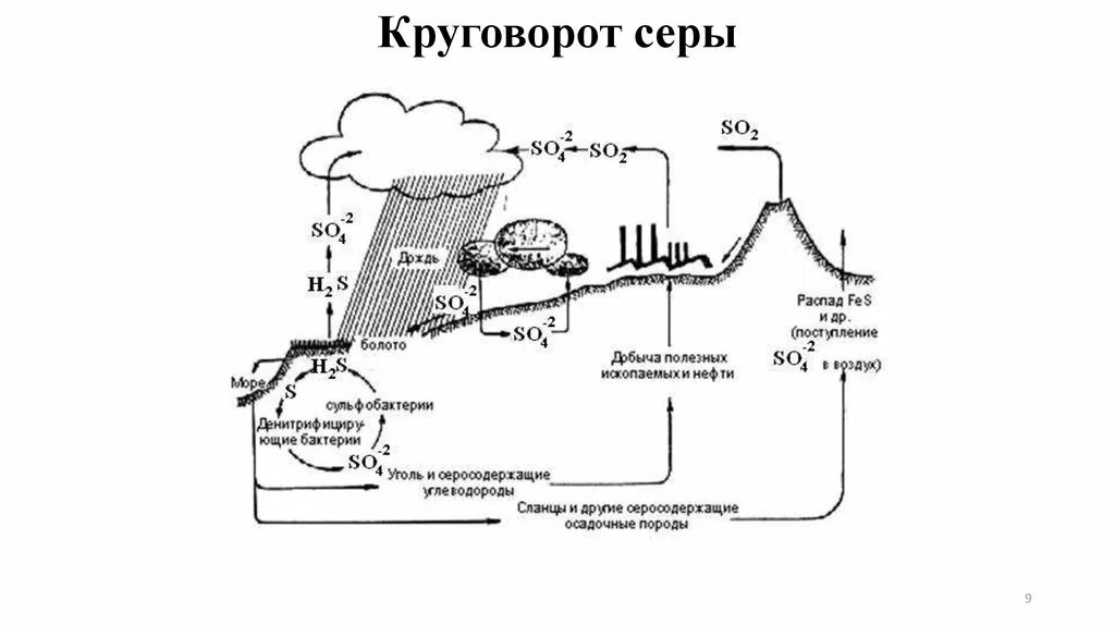 Круговорот веществ серы схема. Круговорот серы в биосфере схема. Круговорот серы в природе схема биология. Круговорот серы в биосфере.