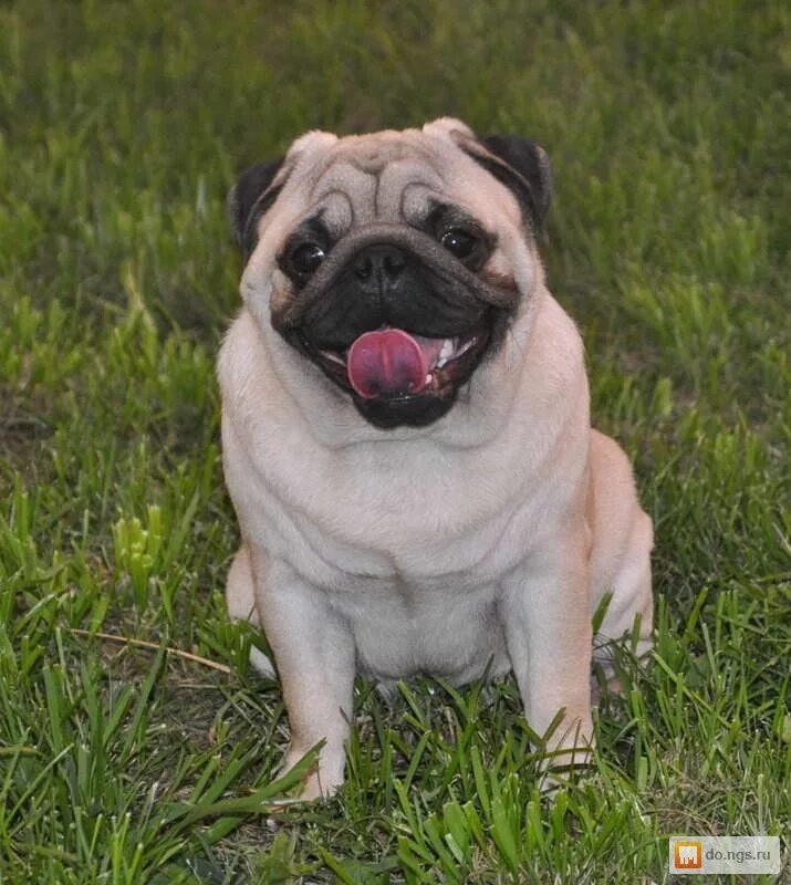 Мопс. Фигура мопса. Собака мопс щенок. Мопс щенок. Мопс стоит.