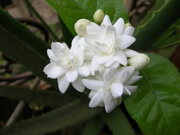 Fragrant flower. Fragrant flower