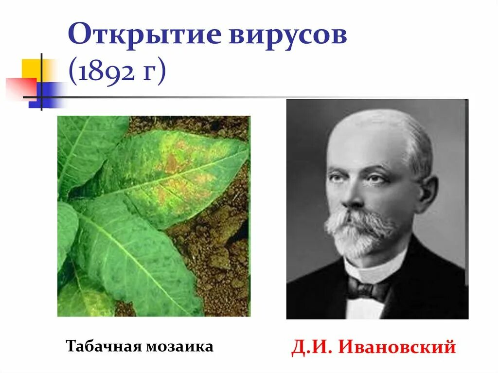 Работавший д открывать. Ивановский. Учёный, открывший вирусы. Основоположник вирусологии:основоположник вирусологии. Работавший д открывать.