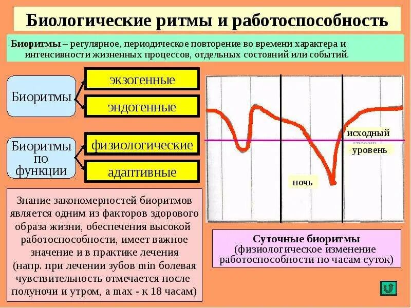 Характер изменения функции. Биологические ритмы. Динамика работоспособности физиология. Биологические ритмы и работоспособность. Суточная ритмика работоспособности человека.