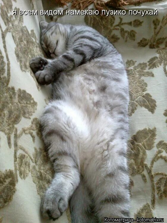 почухать это. совенок спит. почухать это. почухать девушку. почухай меня про попугая.