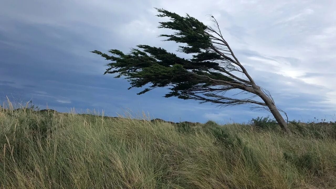 Шум сильного ветра. Ветер. Сильный ветер. Усиление ветра. Сильный ветер лето.