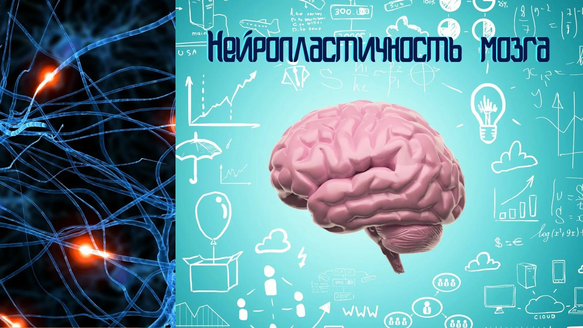 Нейропластичность мозга. Мозг человека пластичен. Мозг и память после 40