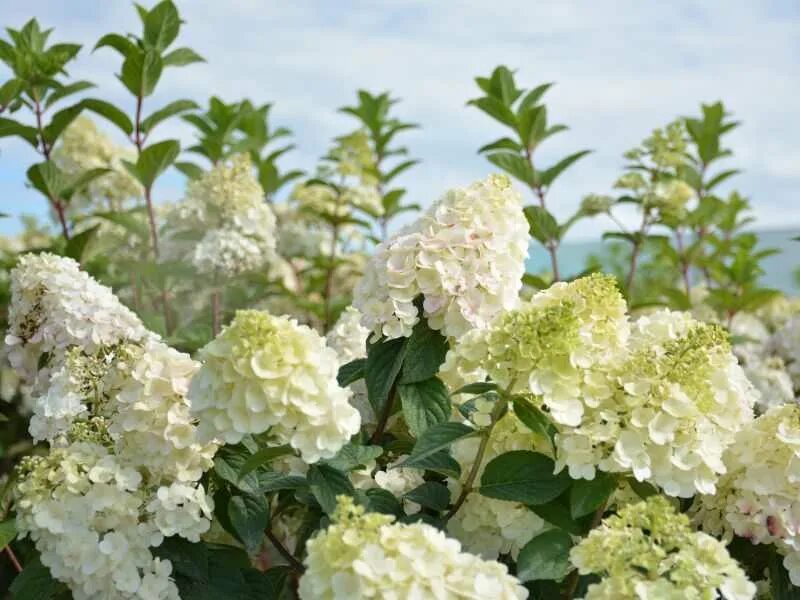 лучшие сорта гортензий для подмосковья фото. гортензия метельчатая тамерлан. гортензия европа крупнолистная. лучшие сорта гортензий для подмосковья фото. гортензия метельчатая паненка.