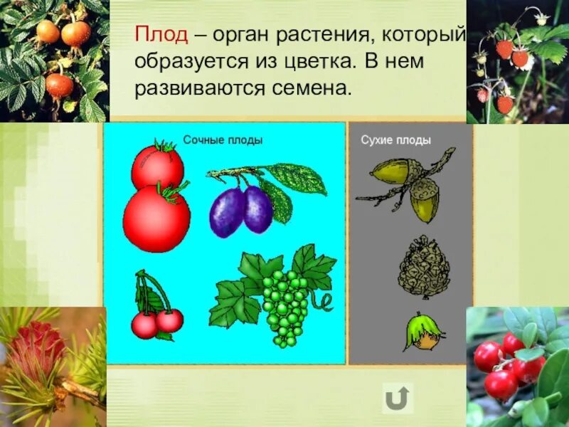 Выберите растения семена которых используют. Плоды разных растений. Растительный плод. Плоды и семена растений. Ройстония плоды.
