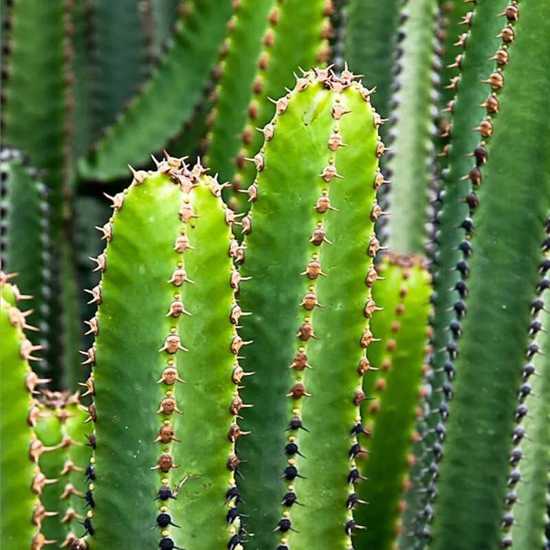 Молочай. Euphorbia canariensis. Эуфорбия молочай. Молочай крупнозубчатый. Как цветет молочай