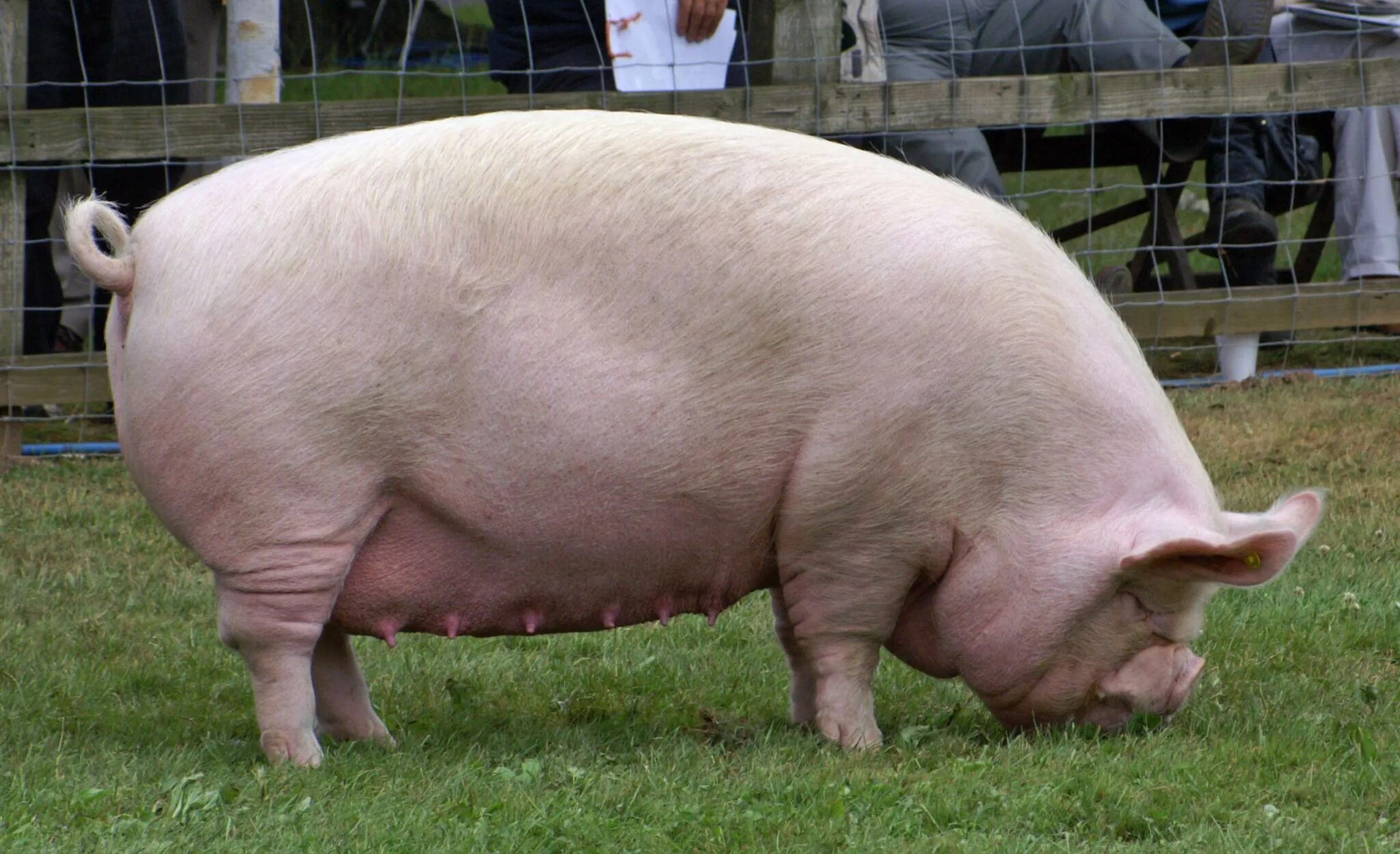 Big pig. Миддл Уайт порода свиней. Крупная белая порода свиней. Уржумская порода свиней. Порода свиней Джесси.