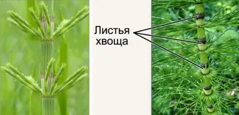 Хвощи сообщение по биологии