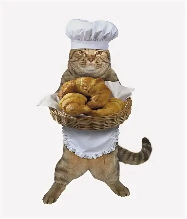 Cat cook. Кот круассан. Кот булка. Смешной круассан. Коты и круассаны.