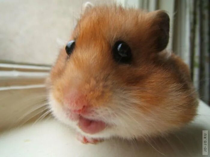 ушастый хомяк. пегая морская свинка. милые хомяки. хомячки. сирийский хомяк смешной.