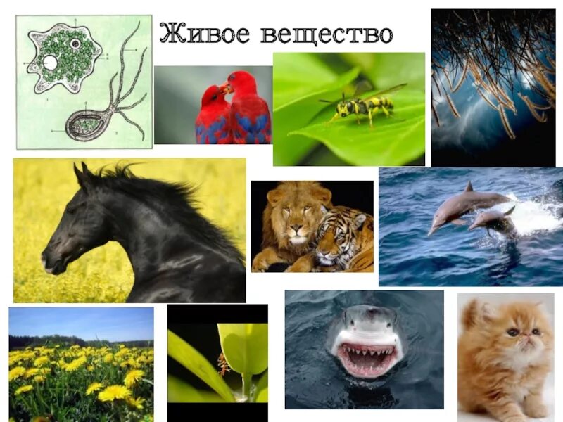 Живое ве. Живое вещество. Перечислите и охарактеризуйте основные свойства живого вещества. Живое ве. Функции живого вещества в биосфере.