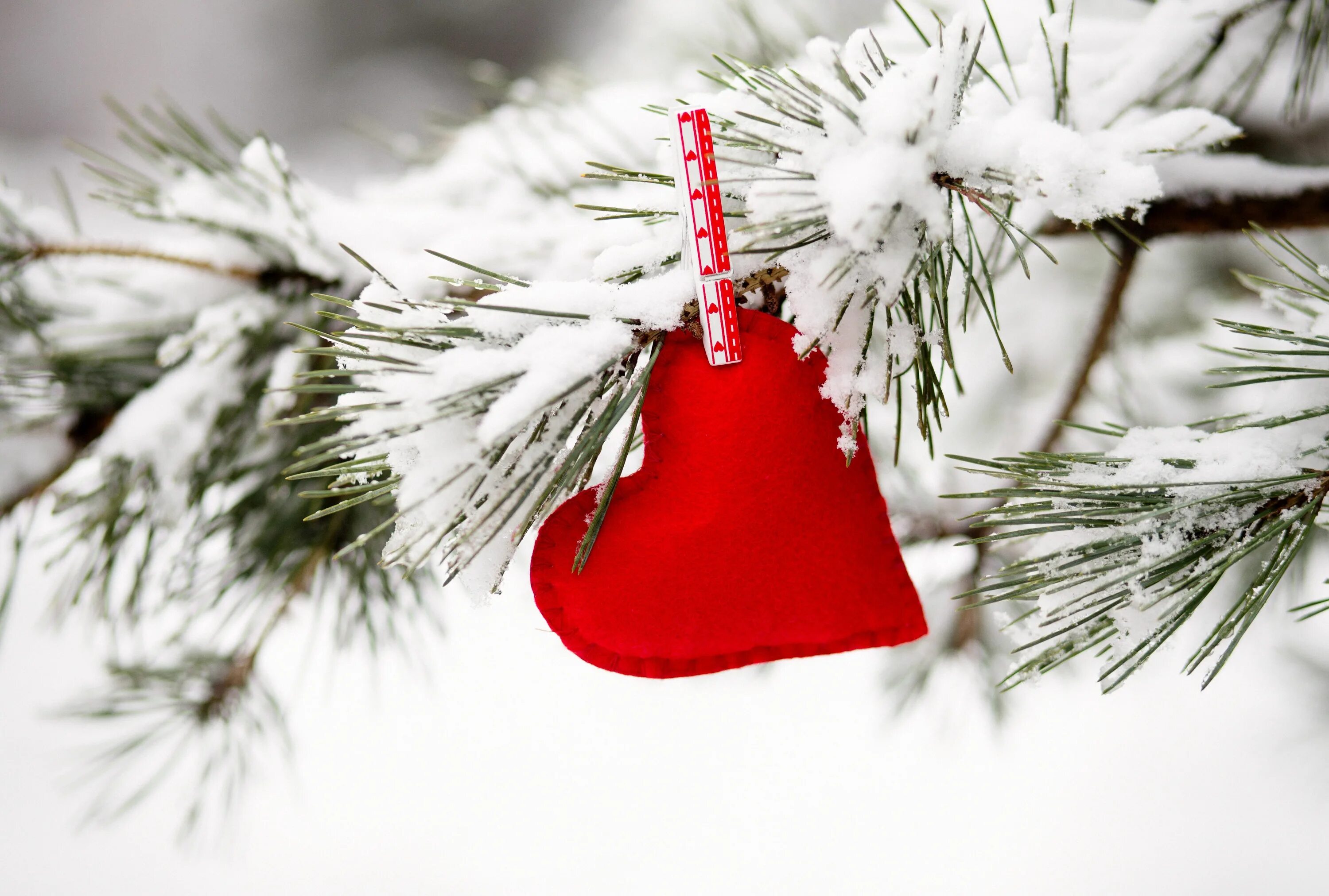 Зима на сердце на душе оригинал. Сердечко на елке. Новогоднее сердце. Сердечко на веточки зимой. Зима сердце новый год.