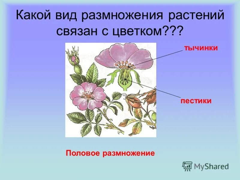 главная функция цветка половое размножение