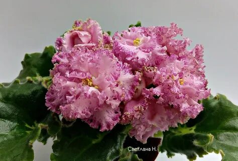 Фиалки фото сорт ле