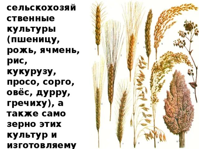 Пшенице ржи гречихе просо. Пшенице ржи гречихе просо