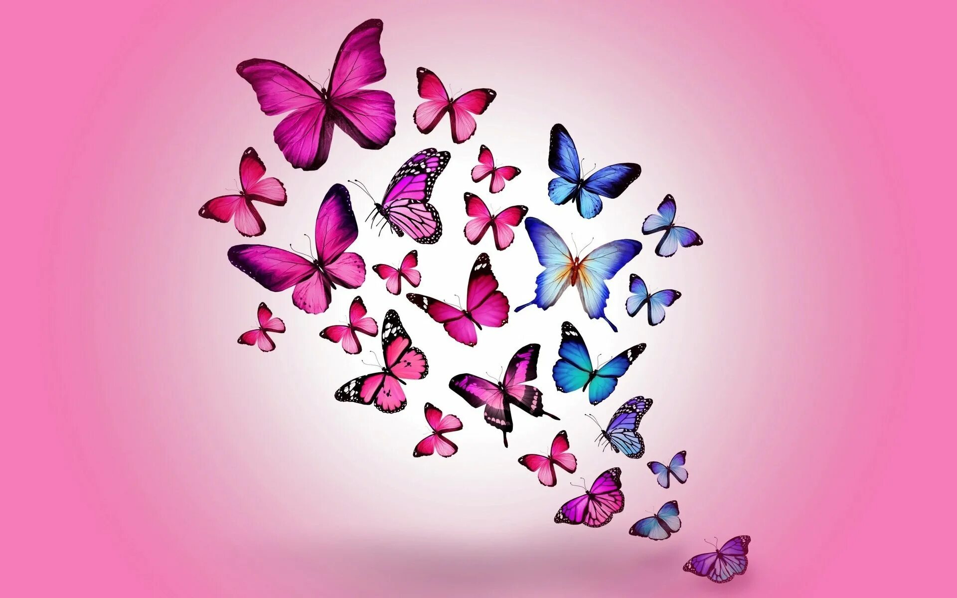 Обои фон бабочка. Бабочки. Обои с бабочками. Фон бабочки. Розовые бабочки.