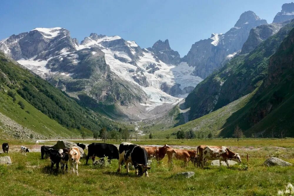 овцы в швейцарии. республика северная осетия сельское хозяйство. горное овцеводство алтай. кавказ животноводство. пастбища италии.