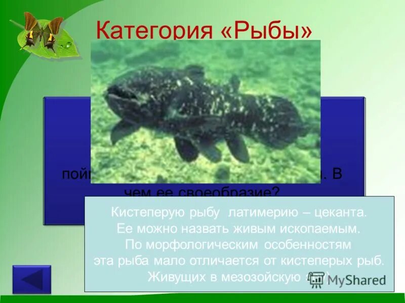 Латимерия в зоологическом музее. Кистепёрые рыба латимерия латимерия. Чучело латимерии. Почему кистеперую рыбу латимерию называют живой ископаемой. Целакант рыба латимерия.