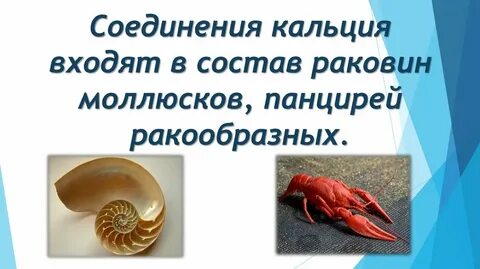 Какое вещество необходимо для образования панциря ракообразных