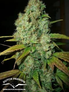 Auto plant