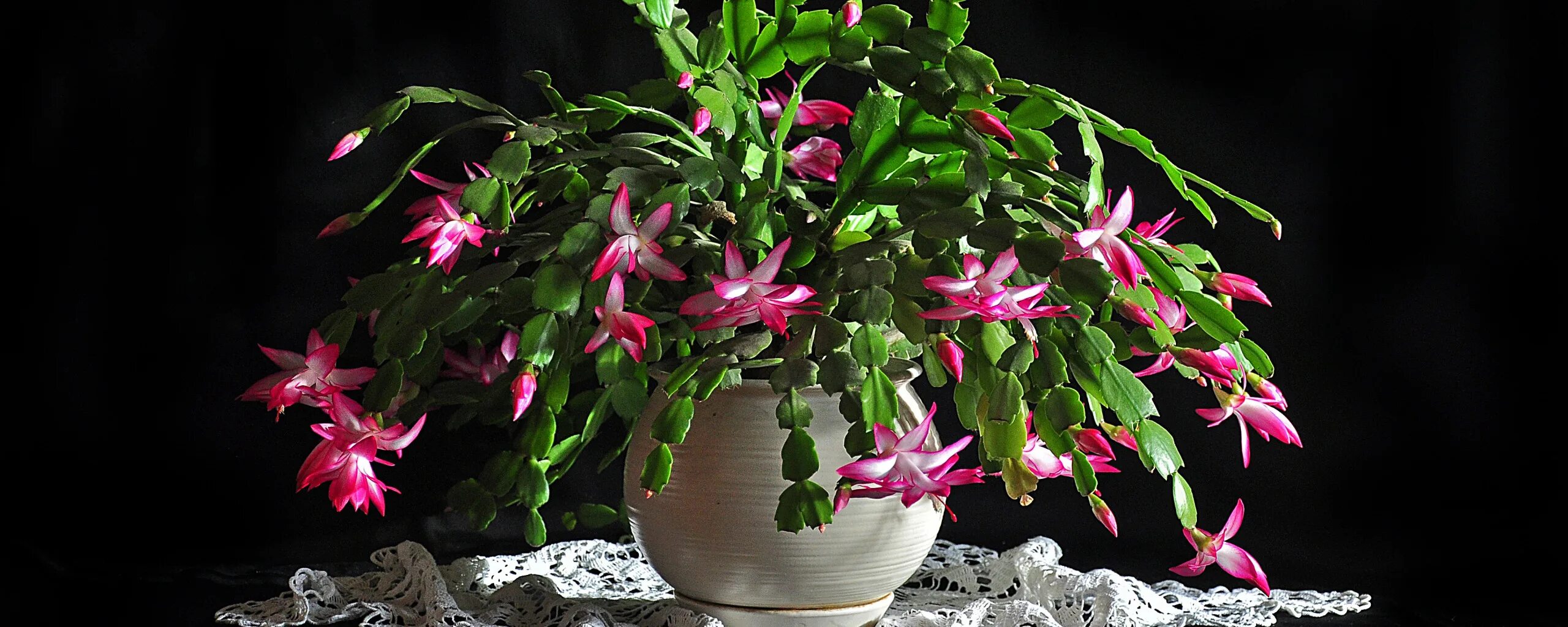 шлюмбергера декабрист зигокактус. рождественник цветок. шлюмбергера усеченная. зигокактус рипсалидопсис. зигокактус рождественник.