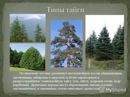 Преобладающие породы деревьев в темнохвойной тайге