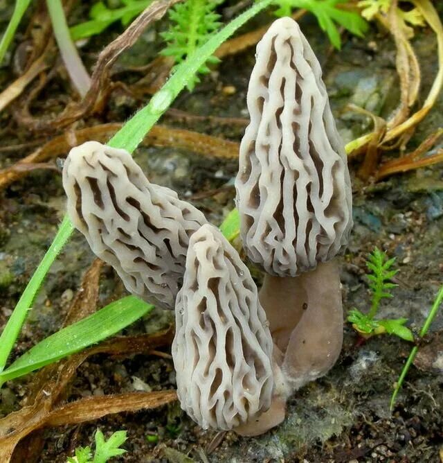 Сумчатый сморчок гриб. Morchella rufobrunnea. Сморчки грибы белые. Сморчок белый. Сморчок гриб на ферме.