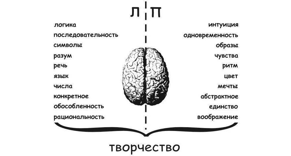 Левое и правое полушарие. Левое и правое полушарие мозга. За что отвечает левое полушарие. Мозг человека левое и правое полушарие.