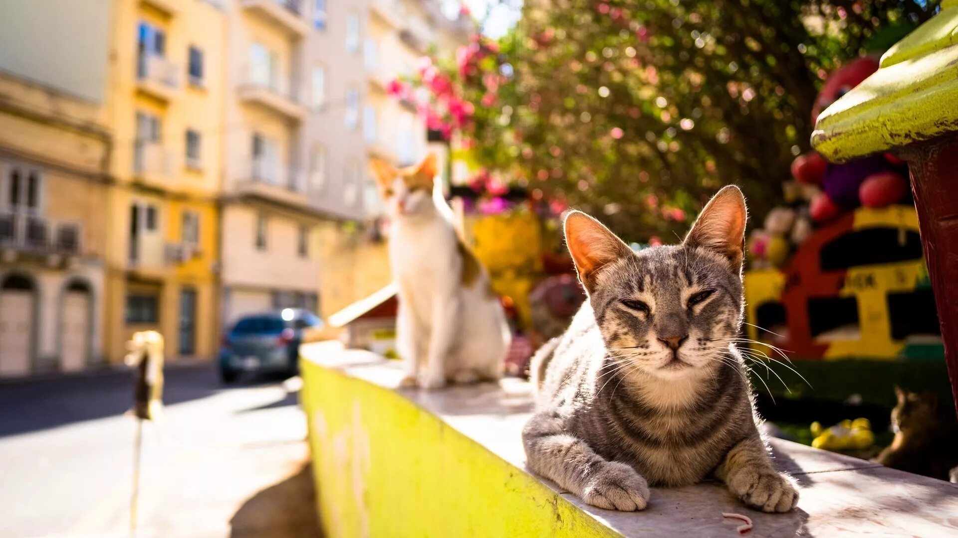 Коты и кошки на улице. Кошка на улице. город кошек. тепло на улице. кошка на улице города.