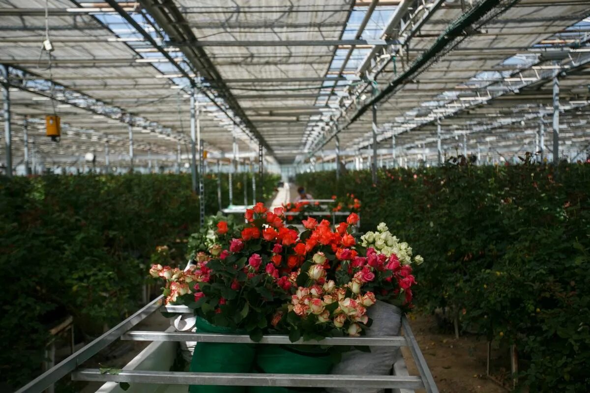 Выращивание рос. Тепличный бизнес розы. Тепличный комплекс ГРЭС. Оранжерея роз.