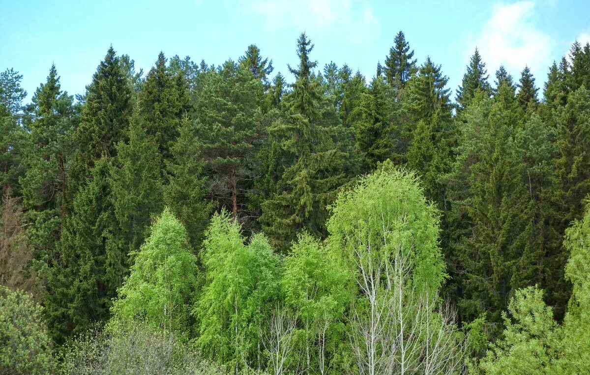 Министерство лесного пермский край