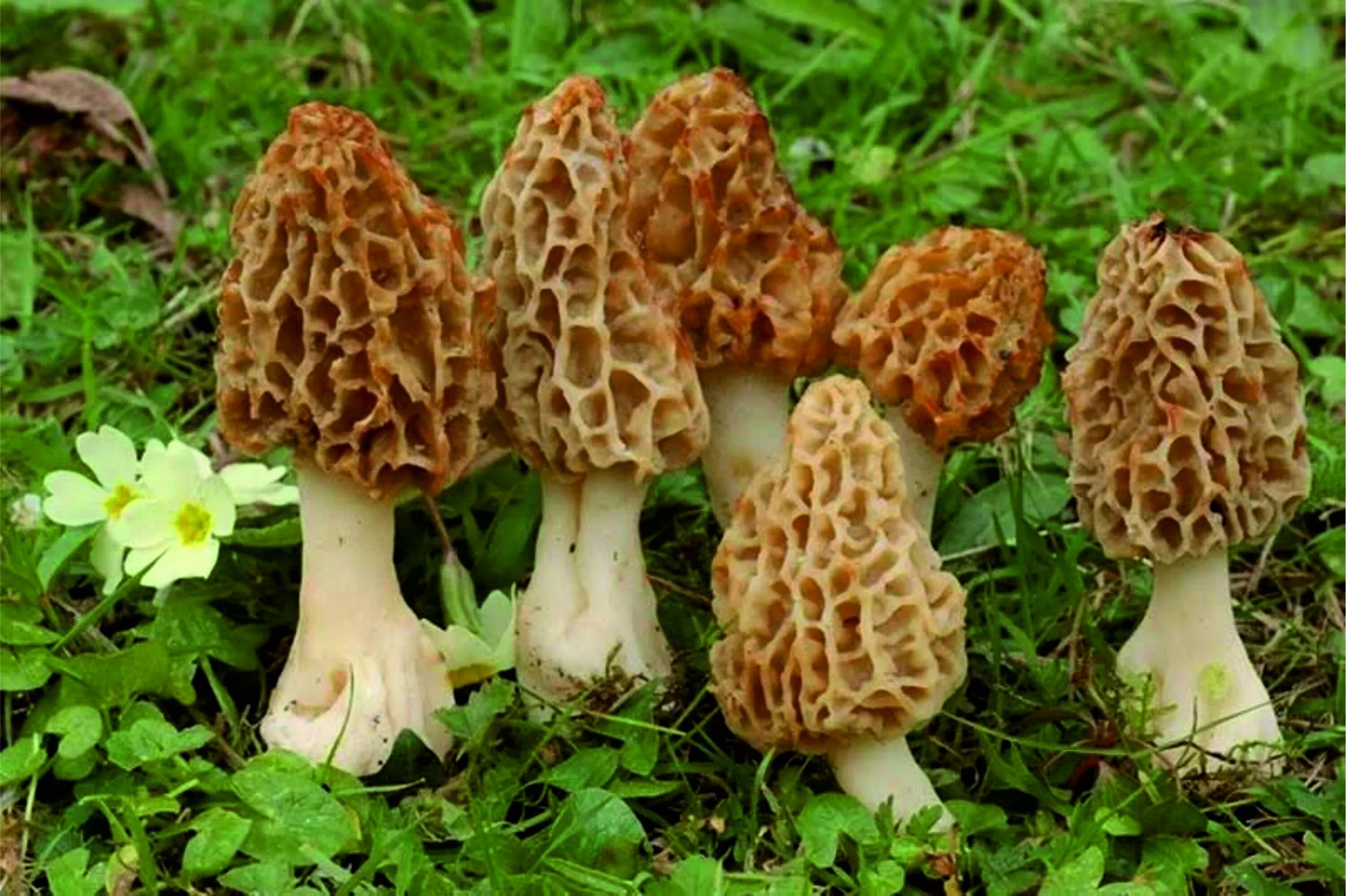 Сморчок обыкновенный. Сморчки грибы. Сморчок съедобный (Morchella esculenta).. Гриб сморчок обыкновенный. Как выглядит гриб сморчок фото