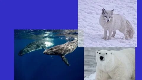 4 арктических животных