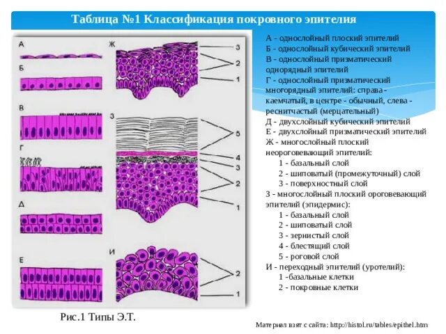 Слои переходного эпителия. Многослойный многорядный эпителий. Однослойный многорядный эпителий. Многослойный плоский эпителий классификация. Однослойный многорядный каемчатый эпителий.