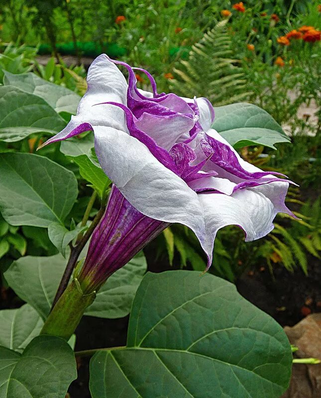 дурман обыкновенный. дурман обыкновенный (datura stramonium). дурман обыкновенный ядовитое растение. дурман обыкновенный ядовитое растение. дурман обыкновенный (датура).