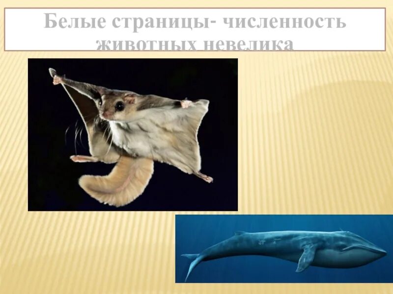 Список белых животных. Белые страницы красной книги животные. белая страница. белая книга животных.