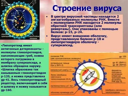 Строения вируса иммунодефицита