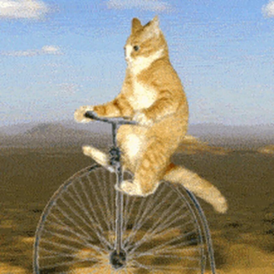 Cat bike. Кот на велосипеде. Кот на велосипе. Кот едет на велосипеде. Котик катается на Велике.