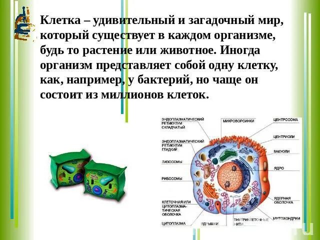 Клеточная теория и строение клетки животного. Презентация на тему клеточная теория этапы развития. удивительная клетка. клеточная теория презентация. история изучения клетки.