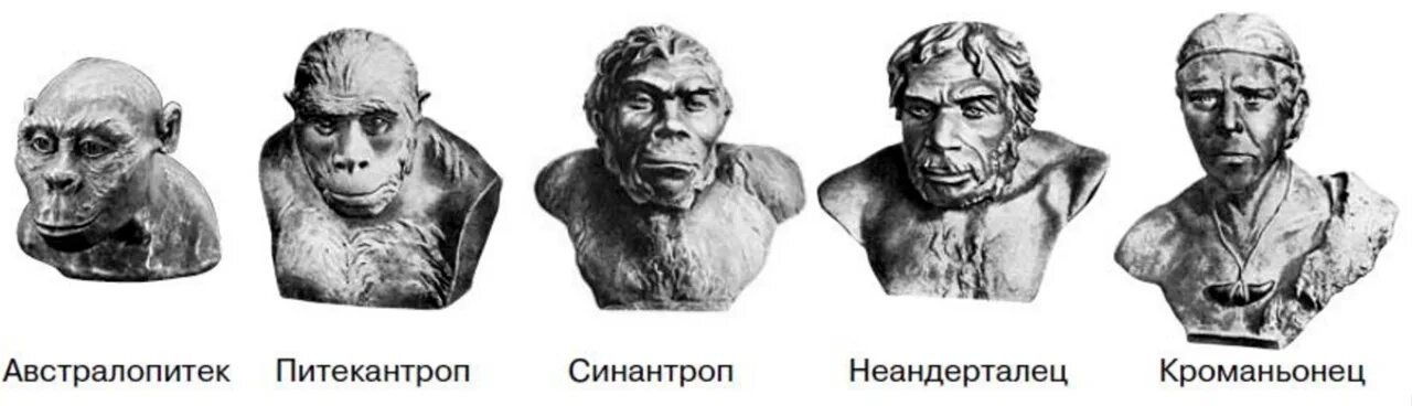 Как менялись древние люди. Питекантроп неандерталец кроманьонец. Эволюция человека кроманьонец. Австралопитек питекантроп синантроп неандерталец кроманьонец. Эволюция человека неандерталец кроманьонец.
