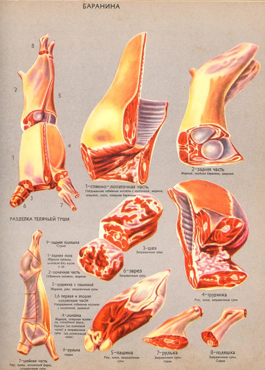 Какую часть баранины берут. Разруб туши ягненка. Баранинка разруб. Разделка баранины на части. Части туши баранины.