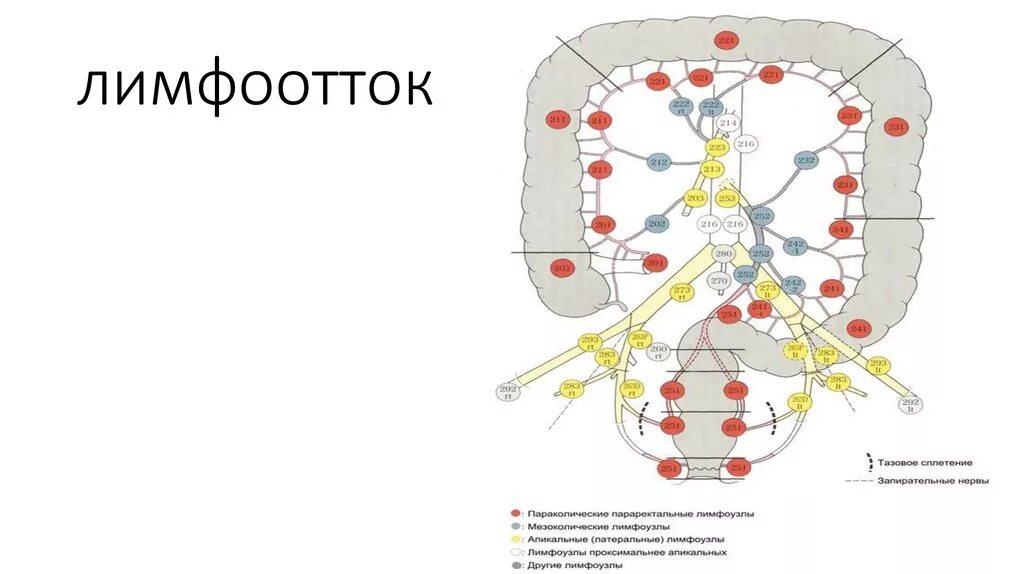 Лимфатические узлы в кишечнике. Отток лимфы тонкой кишки. Лимфатические узлы толстой кишки схема. Регионарные лимфоузлы Толстого кишечника. Лимфатическая система кишечника человека схема.