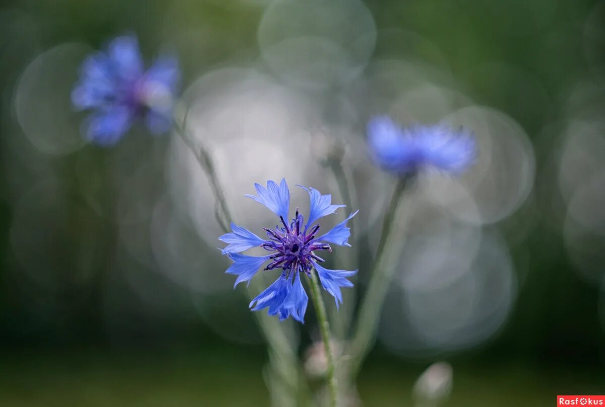 девушка в поле. красивые васильковые глаза. девушка в васильковом поле. поле с васильками. текст песни васильки.