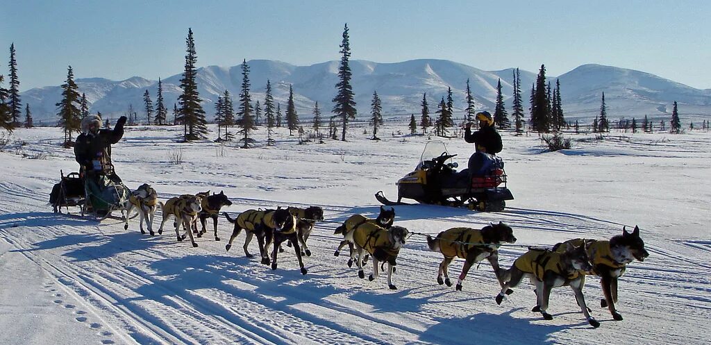 Упряжка на аляске. Аляска Айдитарод. Аляска собачьи упряжки. Собачьи упряжки в тундре. Собаки в упряжке на севере.