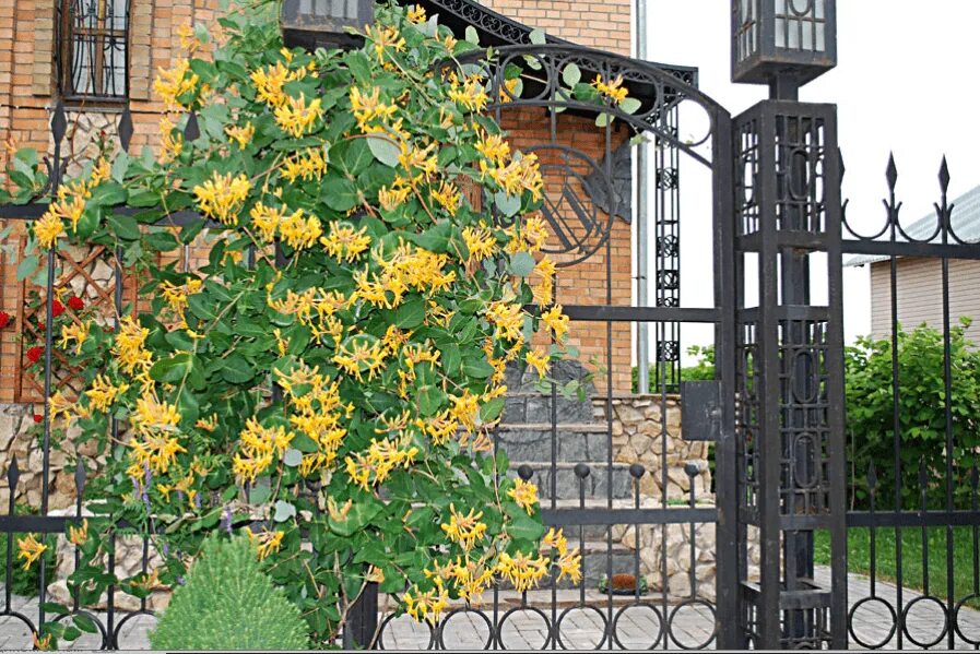 Serotina Belgica Honeysuckle Vine Plant Late Dutch Lonicera HUMMINGBIRD HEAVEN!